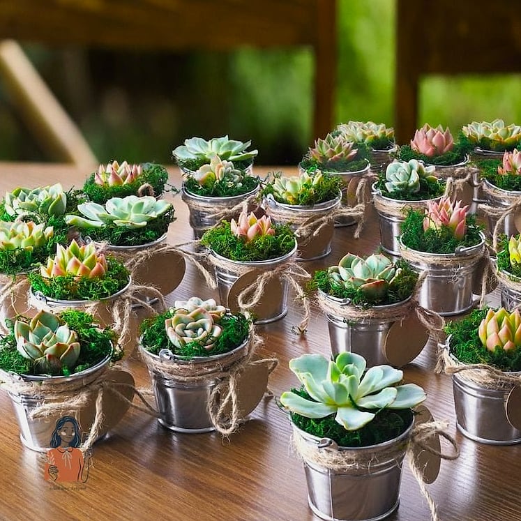 Mini Succulent Party Favors